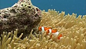 False clown anemonefish with eggs