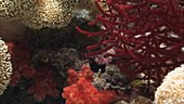 Corals and a reef fish