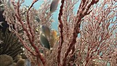 Damselfish swimming in coral