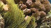 Corals, close-up