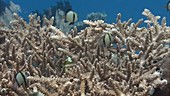 Damselfish swimming in coral