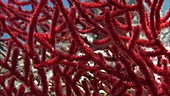 Reef fish swimming in coral