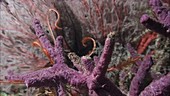 Crinoid on a coral reef