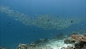 School of fish over a coral reef