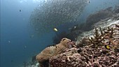 Shoal of fish and anemone
