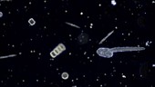 Marine plankton, light microscopy footage