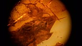 Wasp fossilised in amber