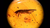 Grashopper fossilised in amber