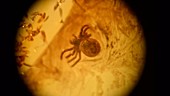 Goblin spider fossilised in amber