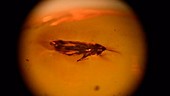 Leafhopper fossilised in amber