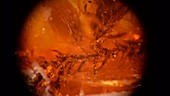 Moss fossilised in amber