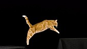 Cat leaping, slow motion