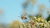 Bees on plants, slow motion