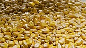 Corn kernels falling, slow motion