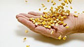 Corn kernels falling onto hand, slow motion