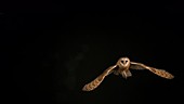 Barn owl flying, slow motion