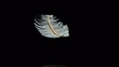 Feather falling, slow motion