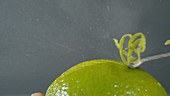 Zesting a lime, slow motion