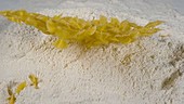 Dry pasta falling into flour, slow motion