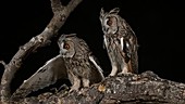 Two long eared owls