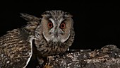 Long eared owl on branch