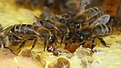 Honey bees on honeycomb