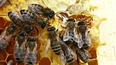 Honey bees on honeycomb