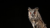 Long eared owl looking away