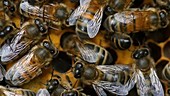 Honey bees on honeycomb