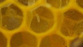 Honey bee's egg
