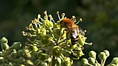 European honey bee on ivy