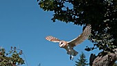 Barn owl flying outdoors, slow motion