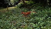 Red fox in woods, slow motion