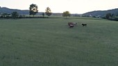 Cows in a field, drone footage