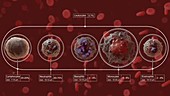 Composition of blood