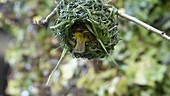 Cape Weaver building nest