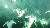 Gannets diving for fish