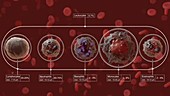 Composition of blood