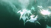 Gannets diving for fish, slow motion