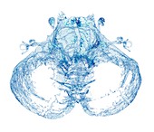 Cranial cerebrospinal fluid space, 3D MRI scan