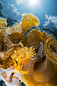 Sargassum fish in seaweed