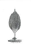 Calamites prehistoric plant, illustration