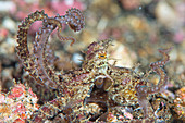 Juvenile day octopus