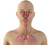 Sinus anatomy, illustration