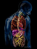 Vagus nerve anatomy, illustration