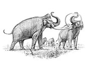 Steppe mammoths, illustration