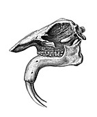 Deinotherium skull, illustration