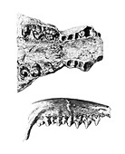 Protungulatum and Trogosus jaw bones, illustration