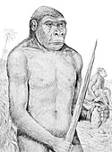 Homo erectus, illustration