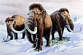 Woolly mammoths, illustration